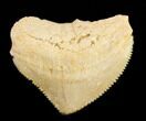 Nice Squalicorax (Crow Shark) Fossil Tooth #38421-1